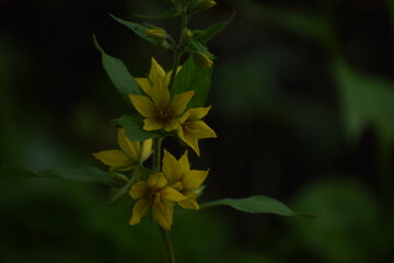yellow flower in the forest