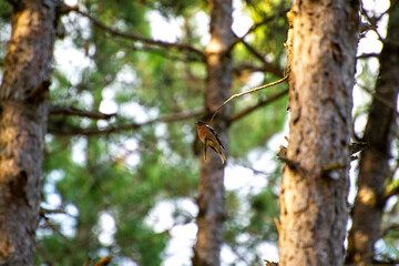 common chaffinch perched on a pine tree branch