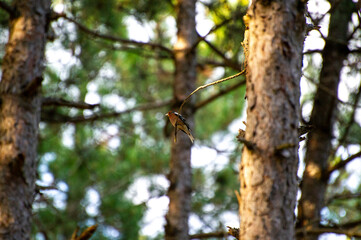 common chaffinch perched on a pine tree branch