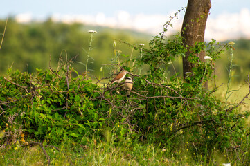 a couple of red-backed shrike perched on a bush branch