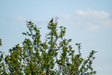 the corn bunting perched on a branch