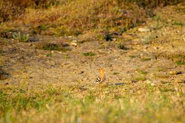  eurasian hoopoes in grass