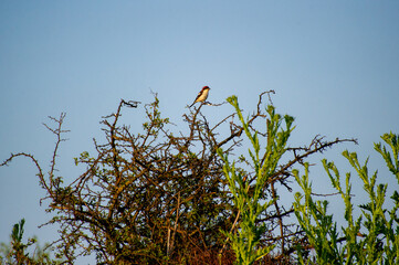 woodchat shrike perched on a tree