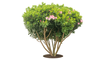Isolated Lush Pink Flowered Shrub with Transparent Background