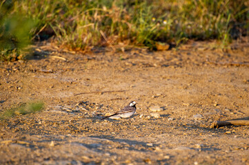 white wagtail on the ground