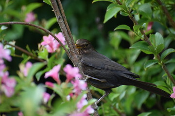 black bird on a branch