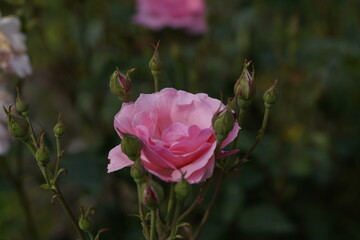 pink valentine roses and rose buds