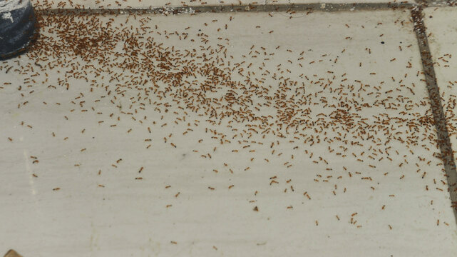 Close-up of a massive swarm of small reddish-brown ants on an aged, cracked concrete surface. Perfect for pest control ads, nature documentaries, entomology studies, and infestation concepts