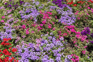 Casco Antiguo, Seville, Andalusia, Spain. Colorful flowers in a park.