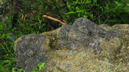 A collection of natural stone textures surrounded by lush tropical greenery. This series highlights the raw beauty of rough rock surfaces combined with vibrant green foliage