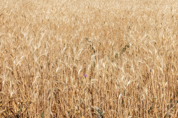 Las Cabezas de San Juan, Seville Province, Andalusia, Spain. Golden wheat fields.