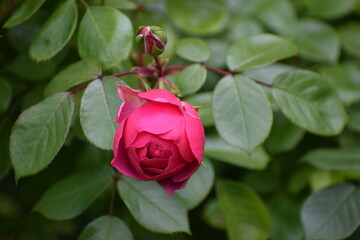 pink rose in garden