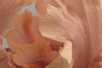 Close-up selective soft focus cream beige pink Iris Flower bud petal. Natural art blur background.