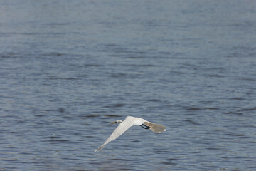 Gracefully gliding over the tranquil waters, a heron showcases the natural splendor of the Loire Valley