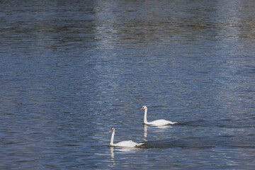 Swans gracefully navigate the calm waters, reflecting the enchanting beauty of the Loire Valley's...