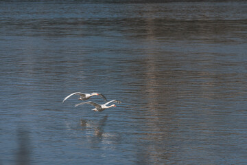 Swans gracefully traverse the calm waters of the Loire Valley, reflecting the enchanting Renaissance architecture of nearby castles