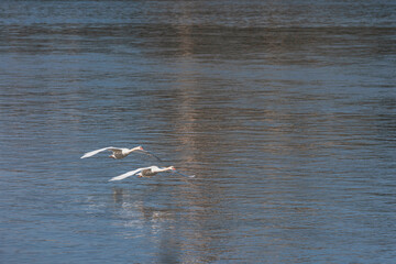 Two elegant birds soar over the reflective waters of the Loire River, framed by the stunning architecture of nearby castles