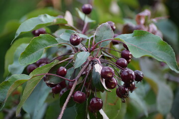 close up of ripe berries of a tree