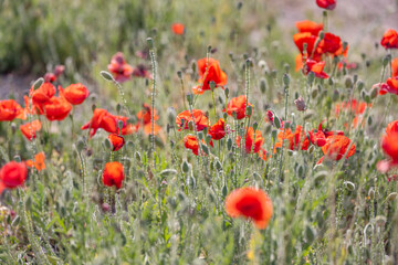 Obraz premium Montefrio, Granada, Andalusia, Spain. Wild poppies growing.