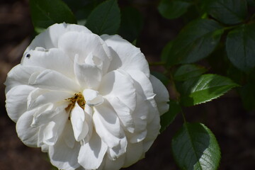 white flower