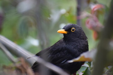 close - up view of beautiful bird on nature