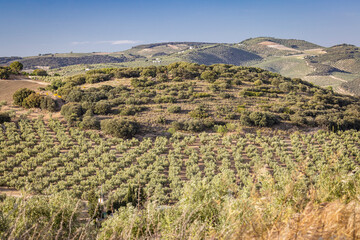 Montefrio, Granada, Andalusia, Spain. Olive trees growing.