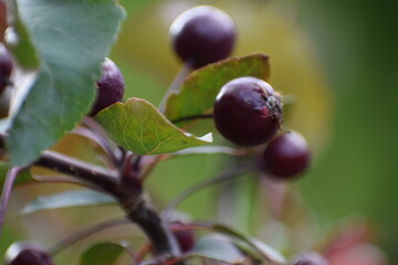 close - up of ripe plums with green leaves