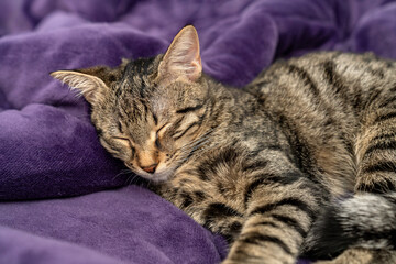 Relaxed Tabby Cat Sleeping on a Soft Purple Blanket. Cozy and Adorable Pet Resting in a Comfortable Home cold winter weather. Peaceful Feline Nap. Fluffy Domestic Cat Relaxation. Pet ownership.