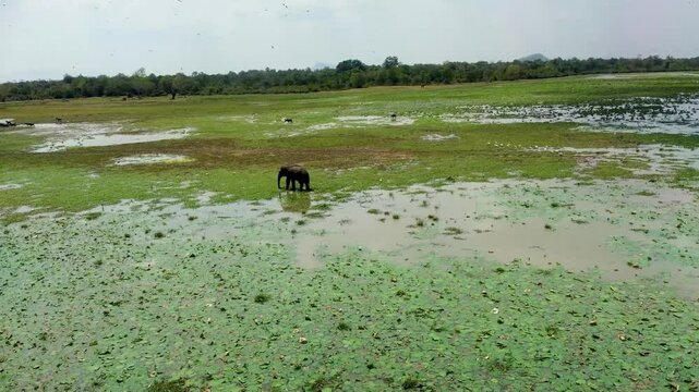 Breathtaking drone footage showcasing Kumana National Park and Pottuvil Lagoon in Sri Lanka. Pristine coastal wilderness with wild elephants and rich biodiversity. Perfect for nature documentaries