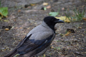 black pigeon on the ground