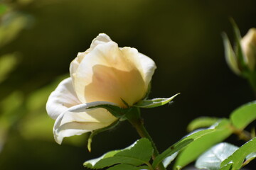 yellow rose on green background