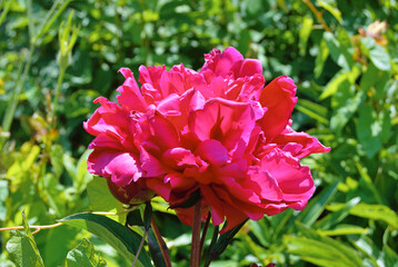 Fototapeta premium The peony is a flowering plant in the genus Paeonia, the only genus in the family Paeoniaceae