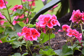 beautiful pink flowers in the garden