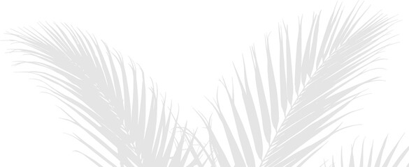 Elegant Gray Palm Leaf Shadows on White Background