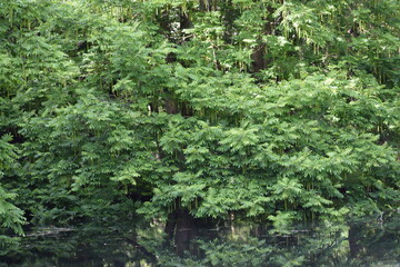 green tree in forest .... © MARIA