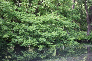 green tree in forest ....