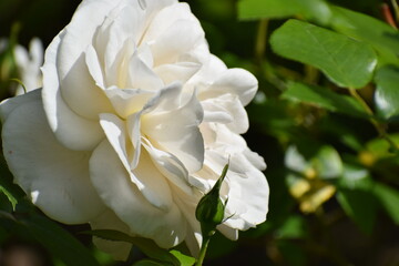 white rose in the garden
