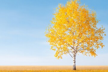 Yellow Birch Tree in Autumn Field under Blue Sky