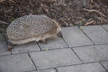 Close up photo of a hedgehog. 