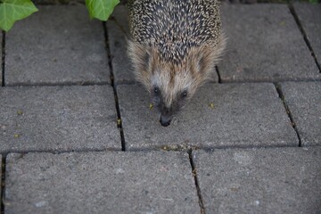 Close up photo of a hedgehog. 