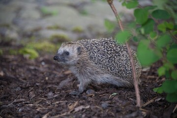 Close up photo of a hedgehog. 