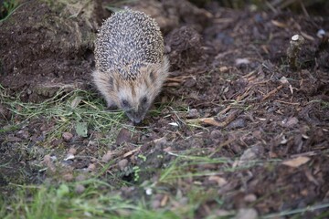 Close up photo of a hedgehog. 