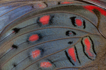Butterfly wing close-up color image