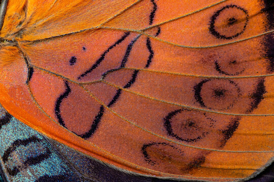 Butterfly wing close-up color image