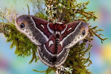 Silk moth on mossy branch.