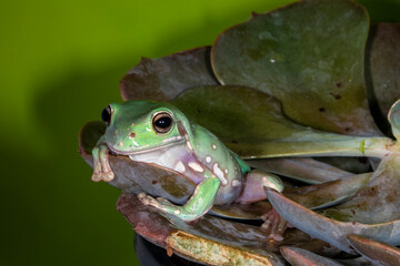 Whites tree frog, Australian tree frog.