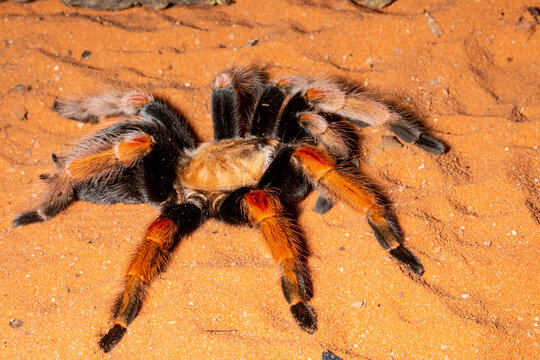 Close-up of Red Rump Tarantula, Mexico