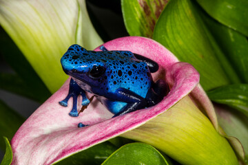 Close up view of Blue dart frog, Surinam