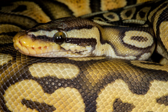 Close up view of Ball pythons.