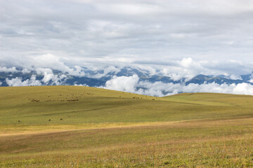 Xinjiang, Nanati Grassland, Farm, Livestock, Animal Husbandry, Scenery, Tourism, Plateau